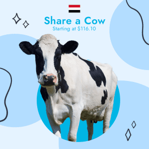 Yemen Best 10 Days - Share a Cow