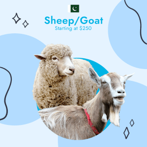 Pakistan Best 10 Days - Sheep / Goat
