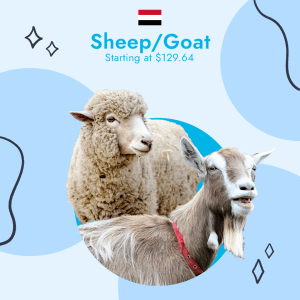 Yemen Best 10 Days - Sheep / Goat