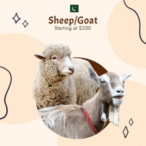 Pakistan Qurbani - Sheep / Goat