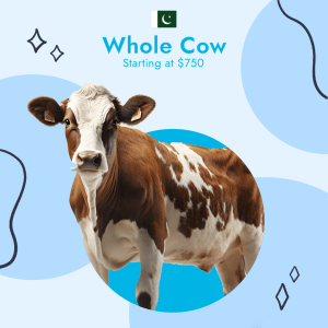 Pakistan Best 10 Days - Whole Cow